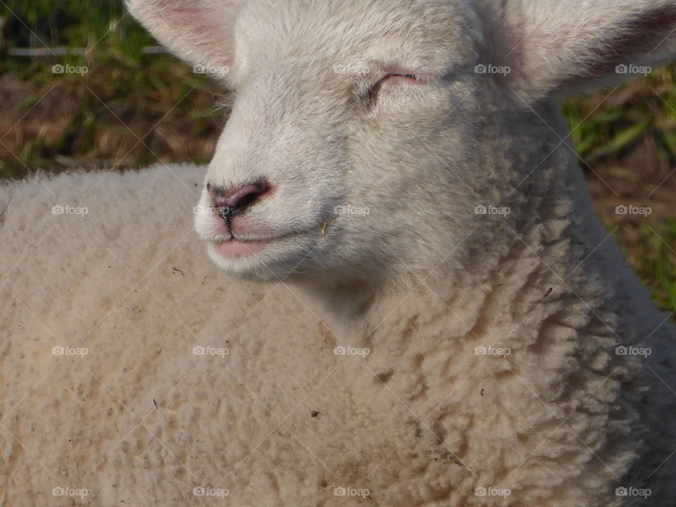 Cute Lamb blinded bi the sun 