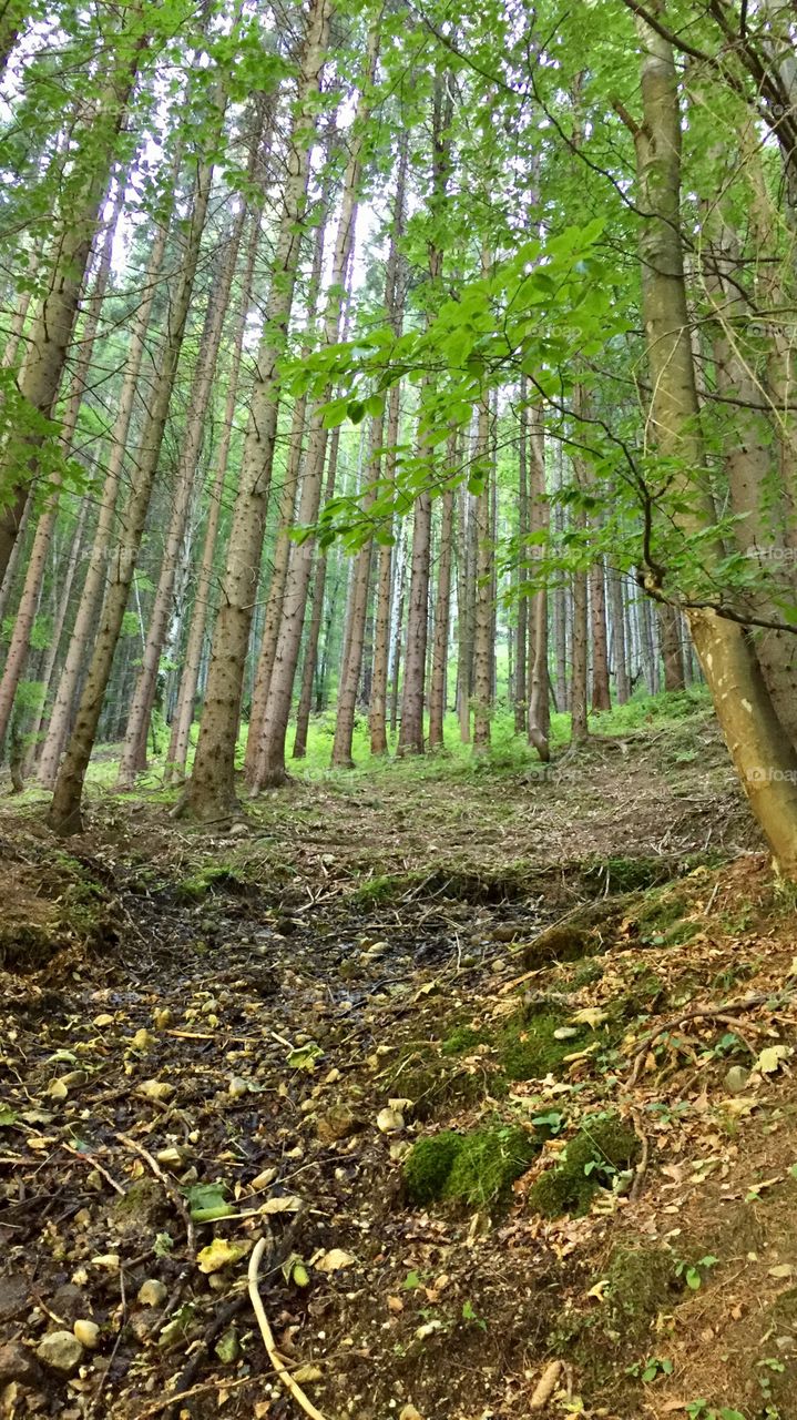 Wood  Romania Cascada Urlatoare