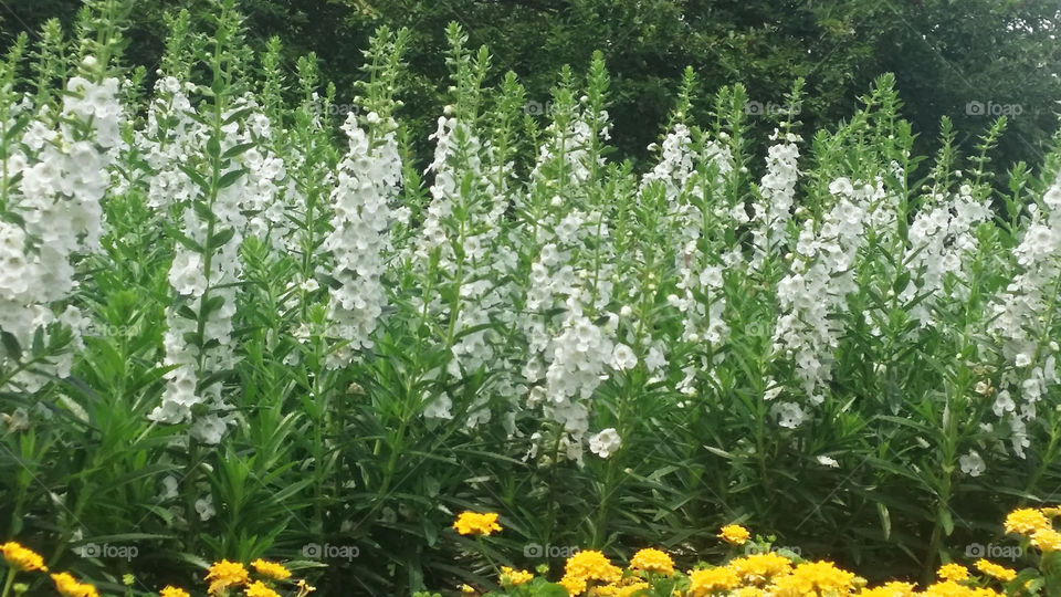 Beautiful white Flowers on a Summer day