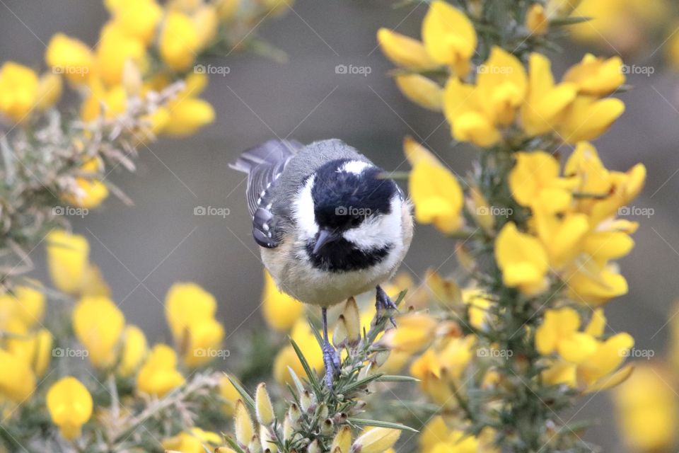 Tit on The branch