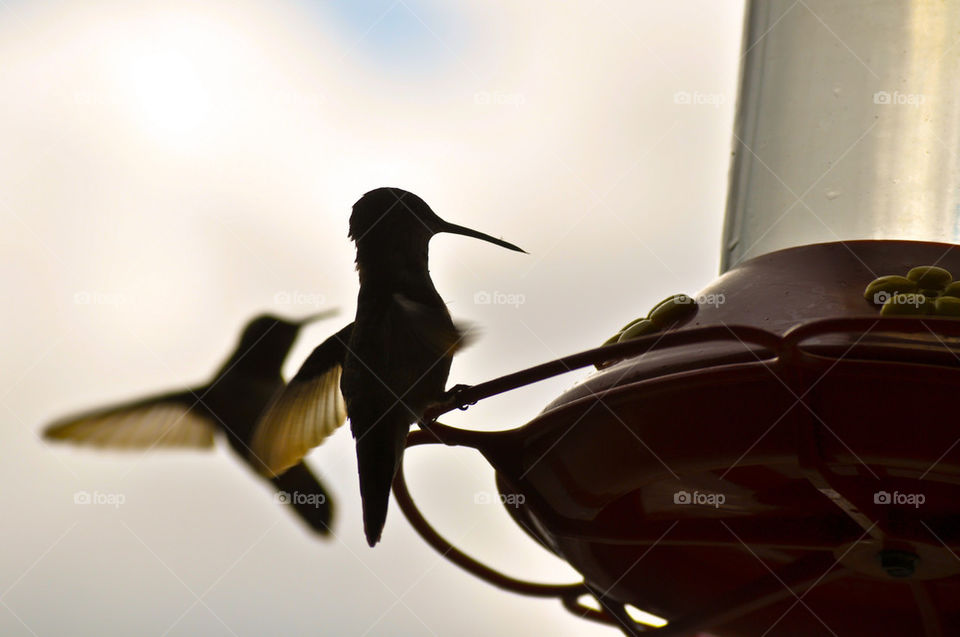 bird feeder hummingbird alaska by refocusphoto