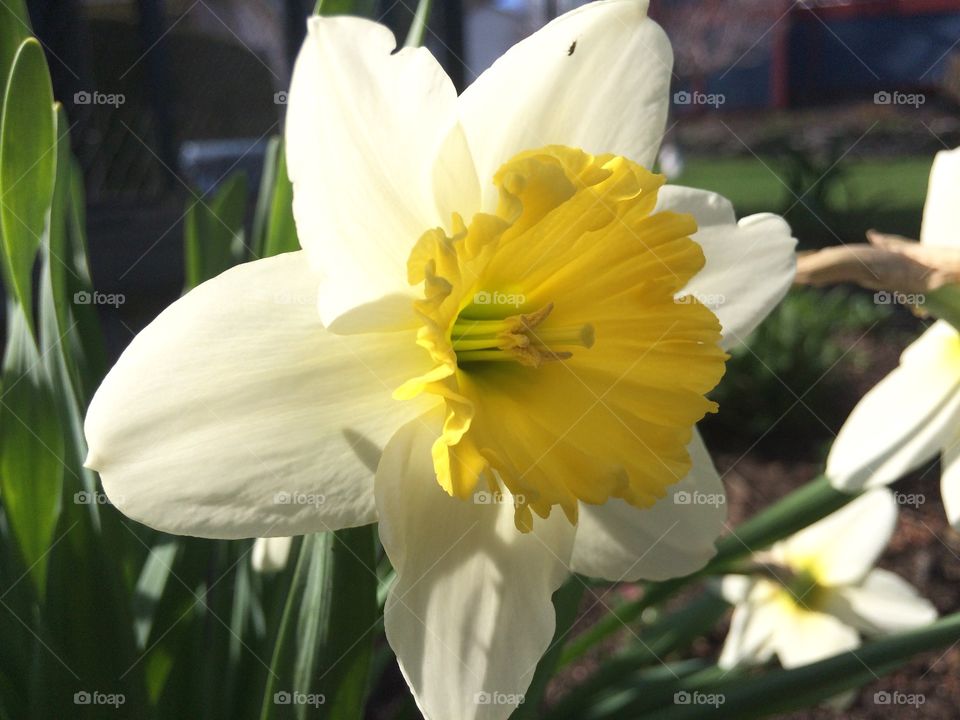 Daffodils 
