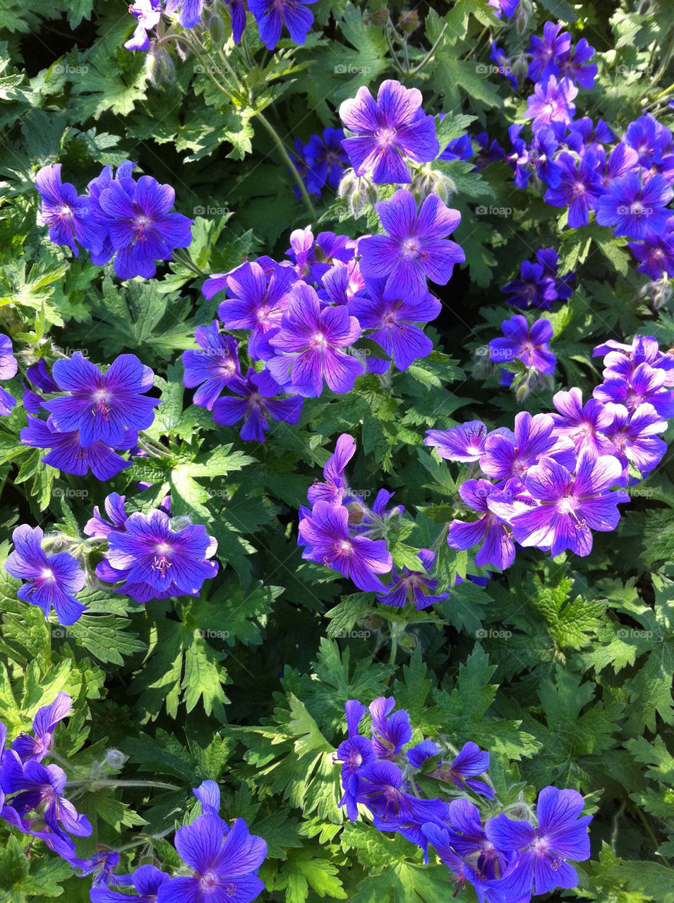 blommor blå by ebbamaria