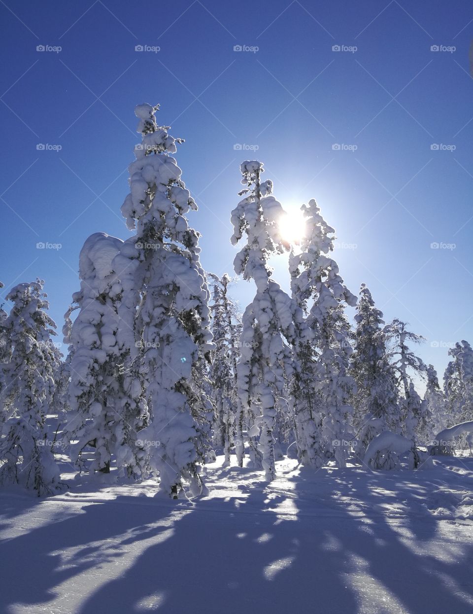 sunny winter day at lapland