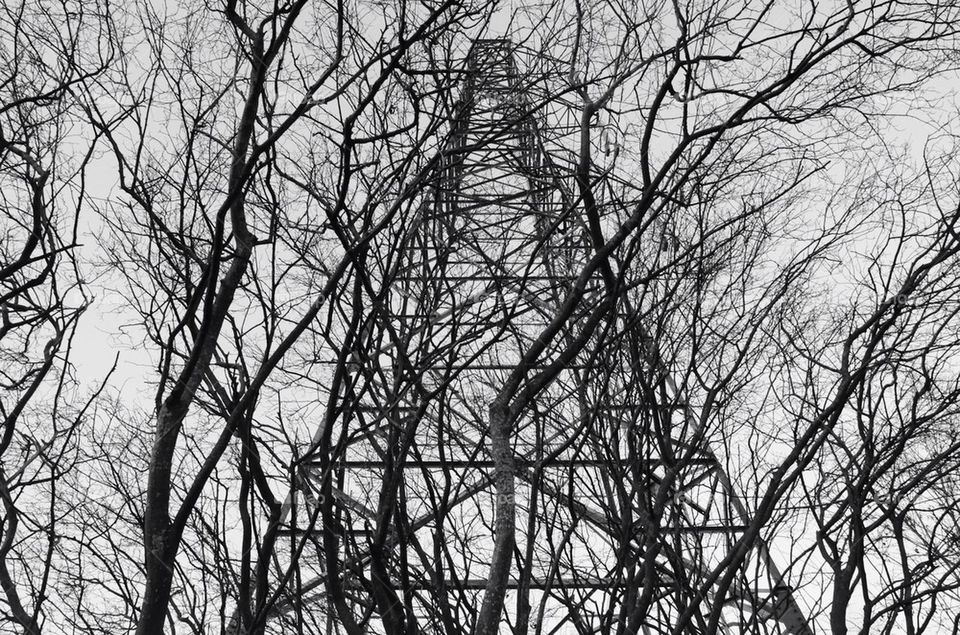 Trees and electricity