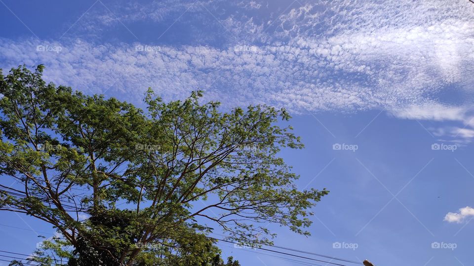 trees and cloudy skies