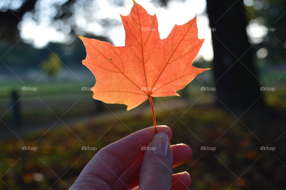 Human's hand holding orange maple leaf