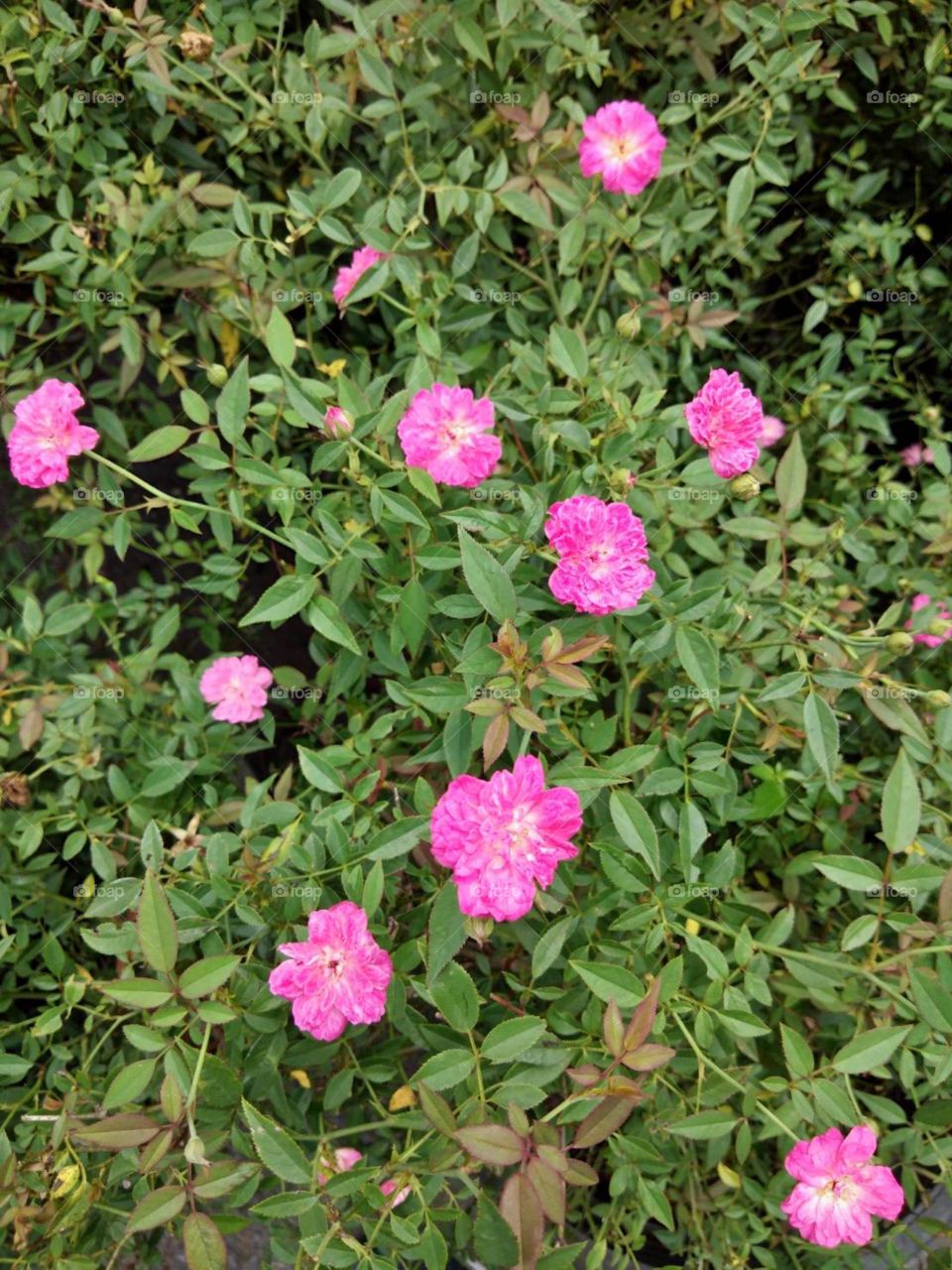 Dwarf Pink rose in the garden.