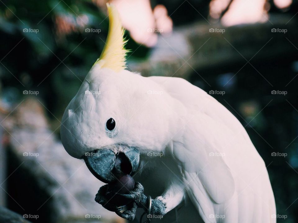 Cockatoo eating a grape
