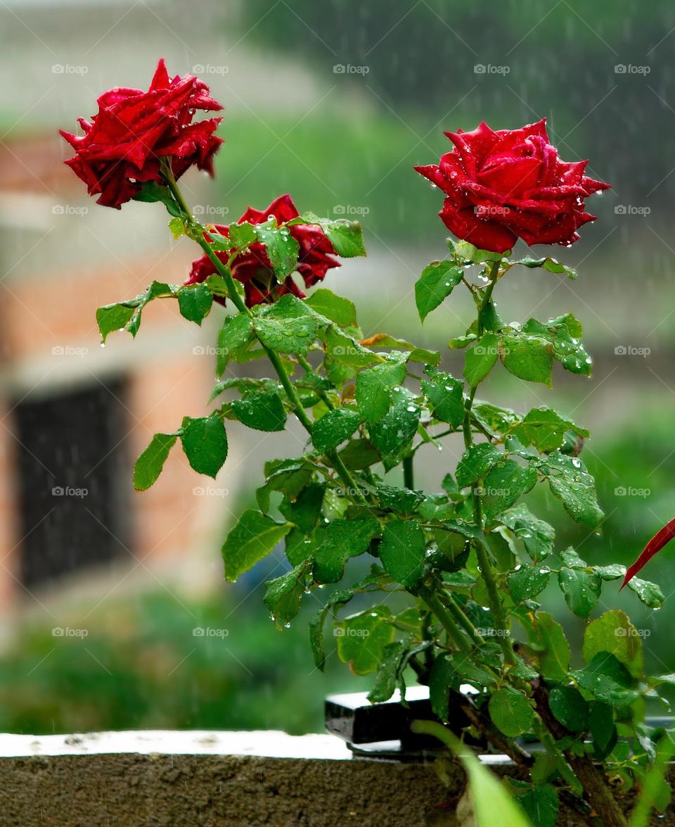 Roses and rain.