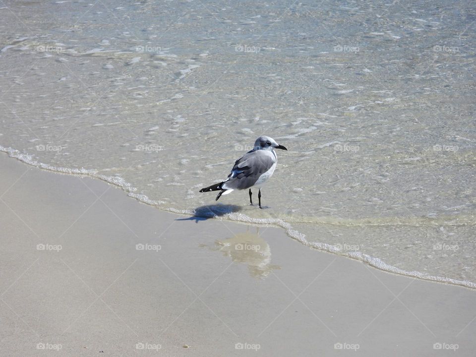 Full on the ocean floor - The laughing gull is a medium-sized gull of North and South America. Named for its laugh-like call, it is an opportunistic omnivore and scavenger.