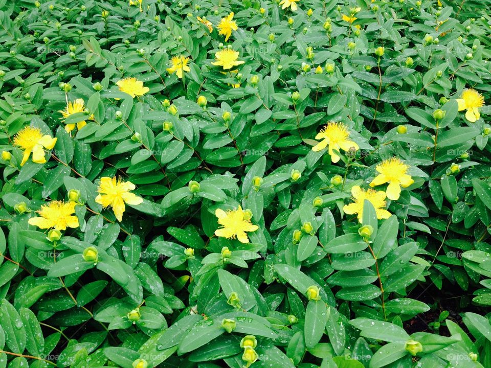 Morning Dew. Dew drops on yellow flowers
