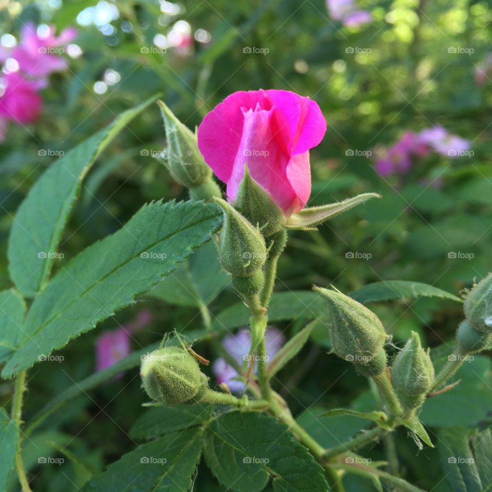 Nature, Flower, Leaf, Flora, Garden