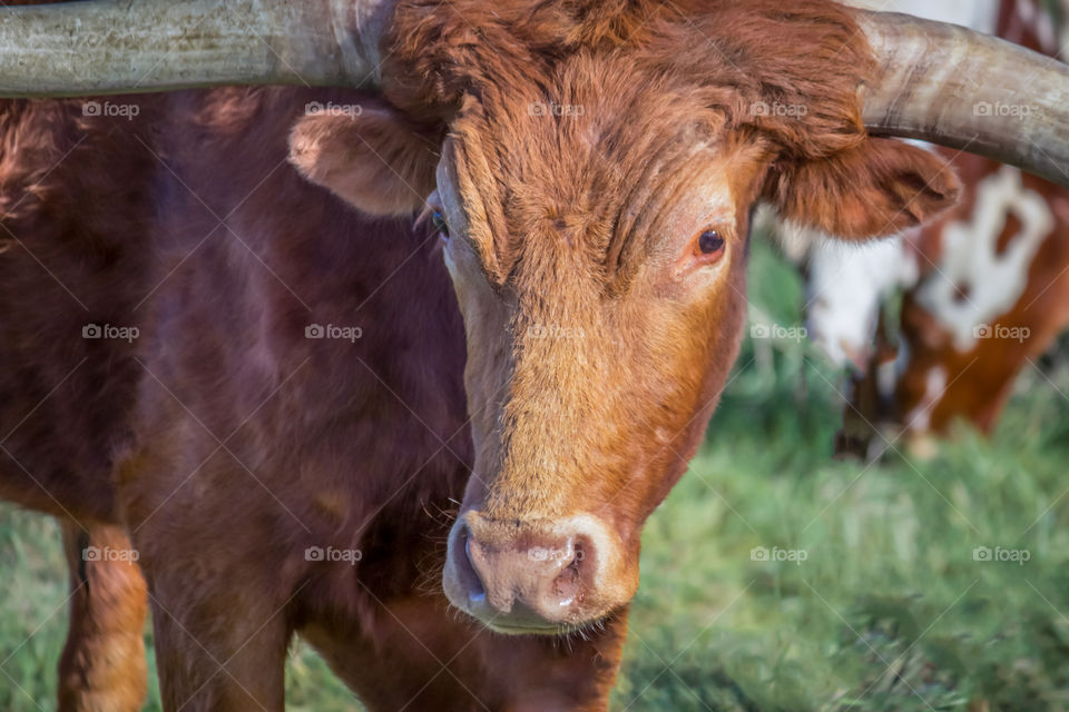 Close-up of texas longhorn cattle