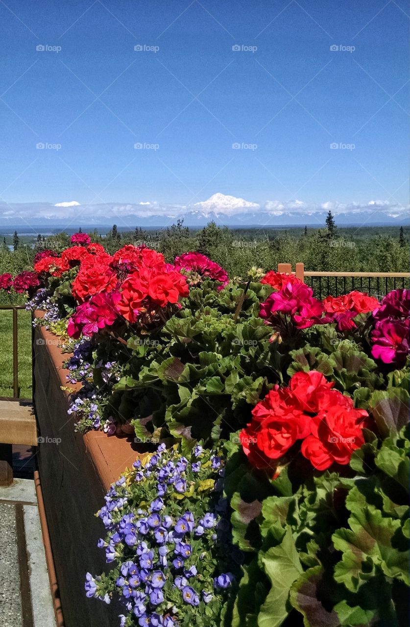 Lush red gardens display My. Denali in summer.