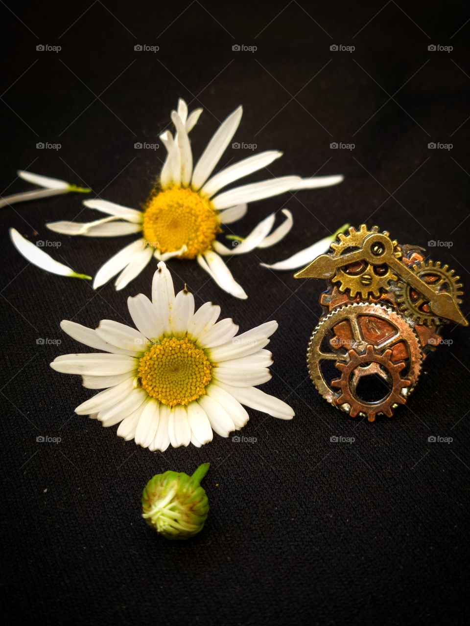 Chamomile bud, chamomile in bloom and chamomile that has lost its petals.  Near the clockwork
