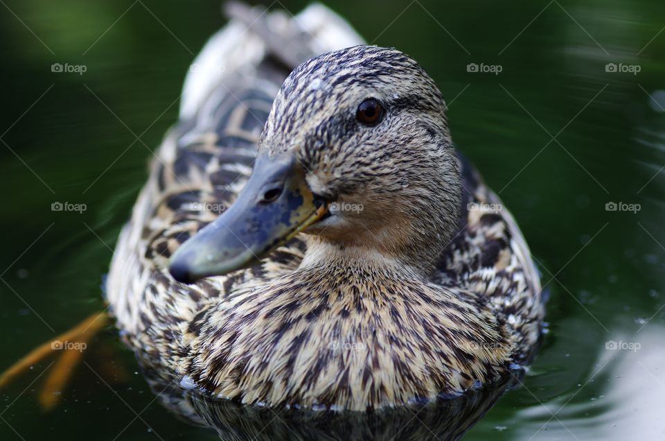 Macro photo of a duck in lake