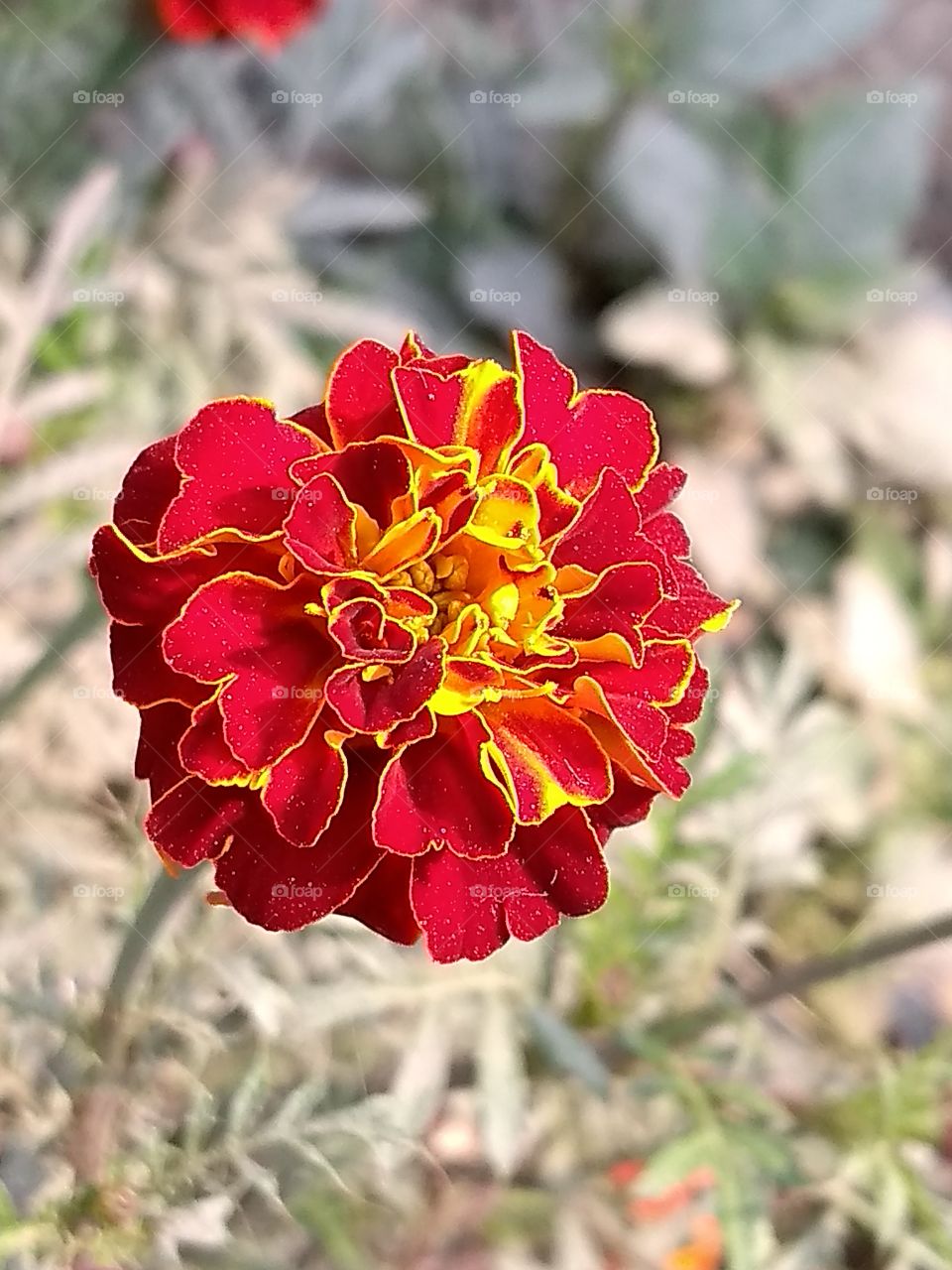 beautiful Indian red-yellow marigold.