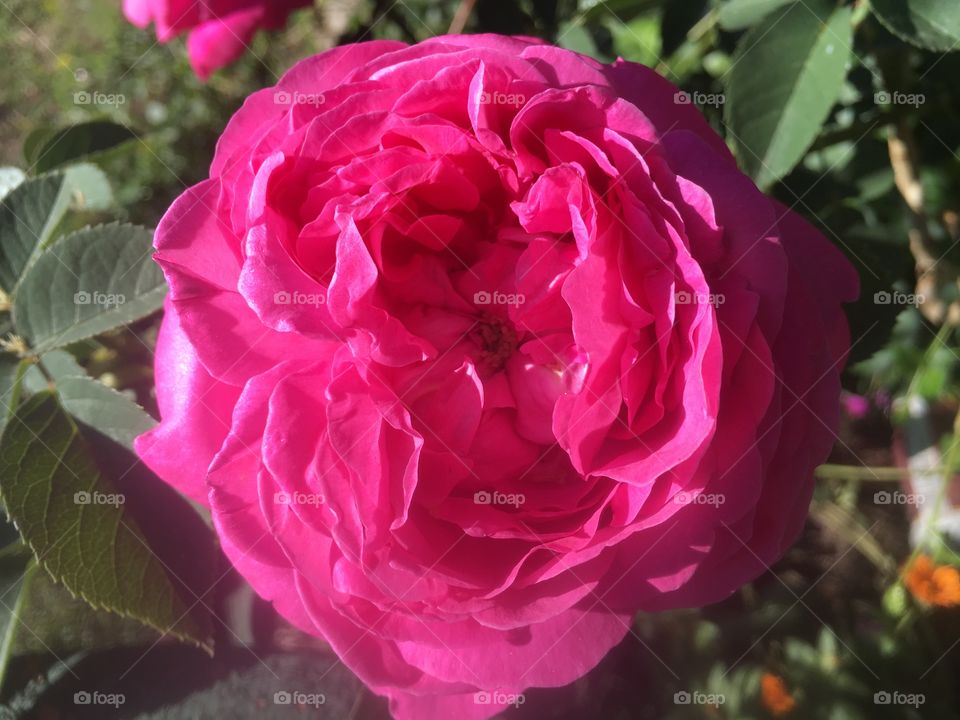 Rose, carnation, Garden, Flowers
