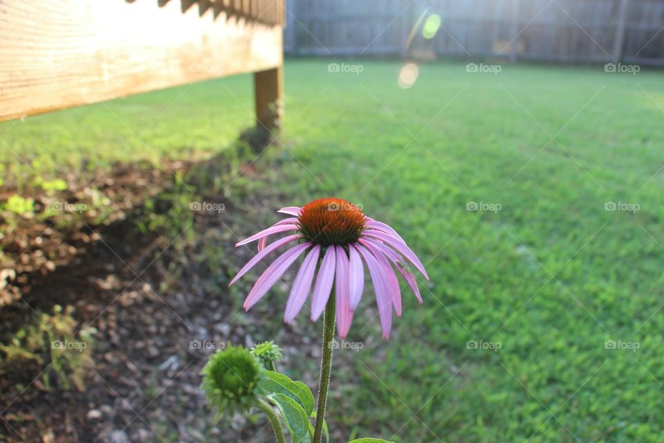 Purple flowers blooming at backyard