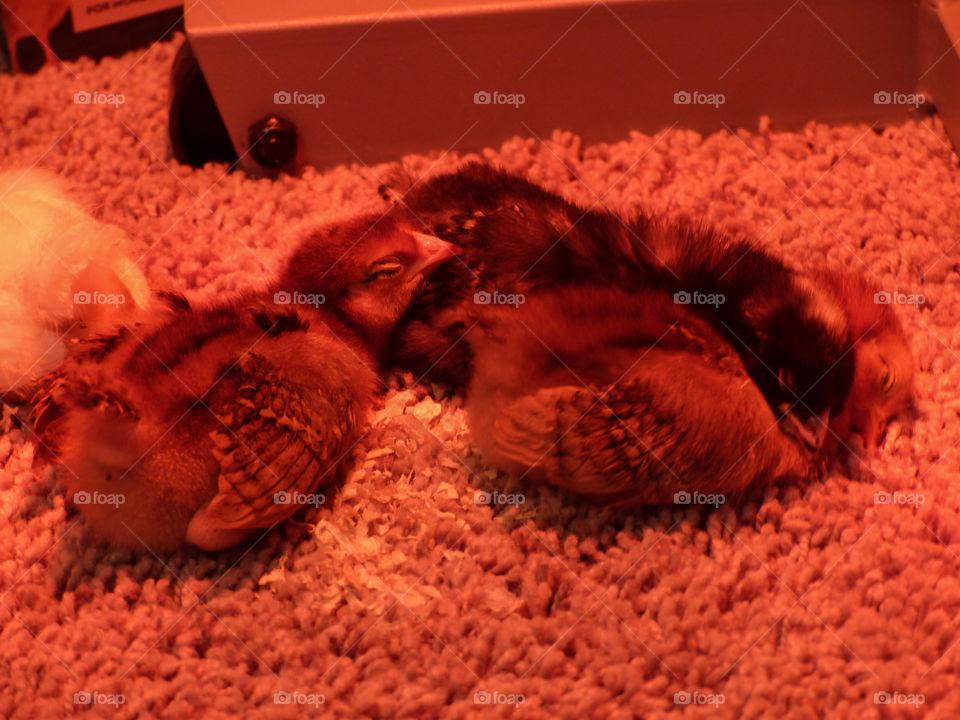 Flock of chicks sleeping 