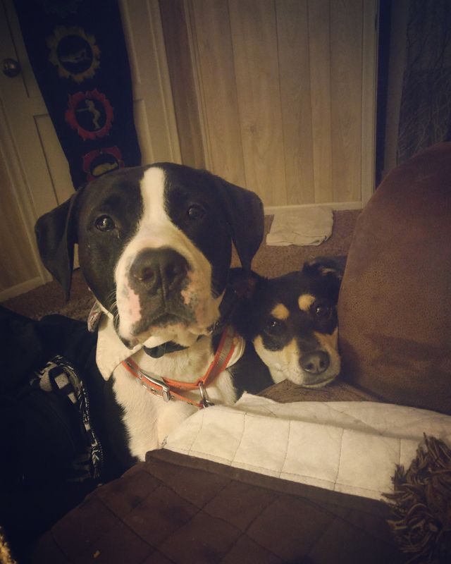 Foapcom Begging Dogs Pitbull Mix Shiba Inu Mix Stock