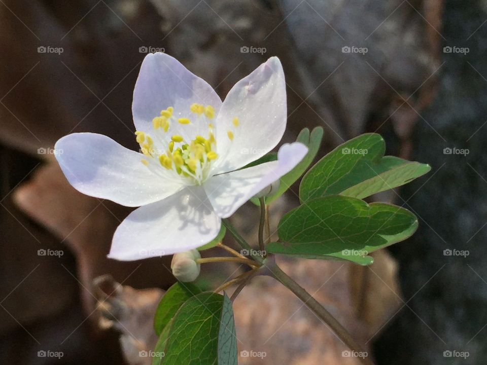 Springtime wildflower 