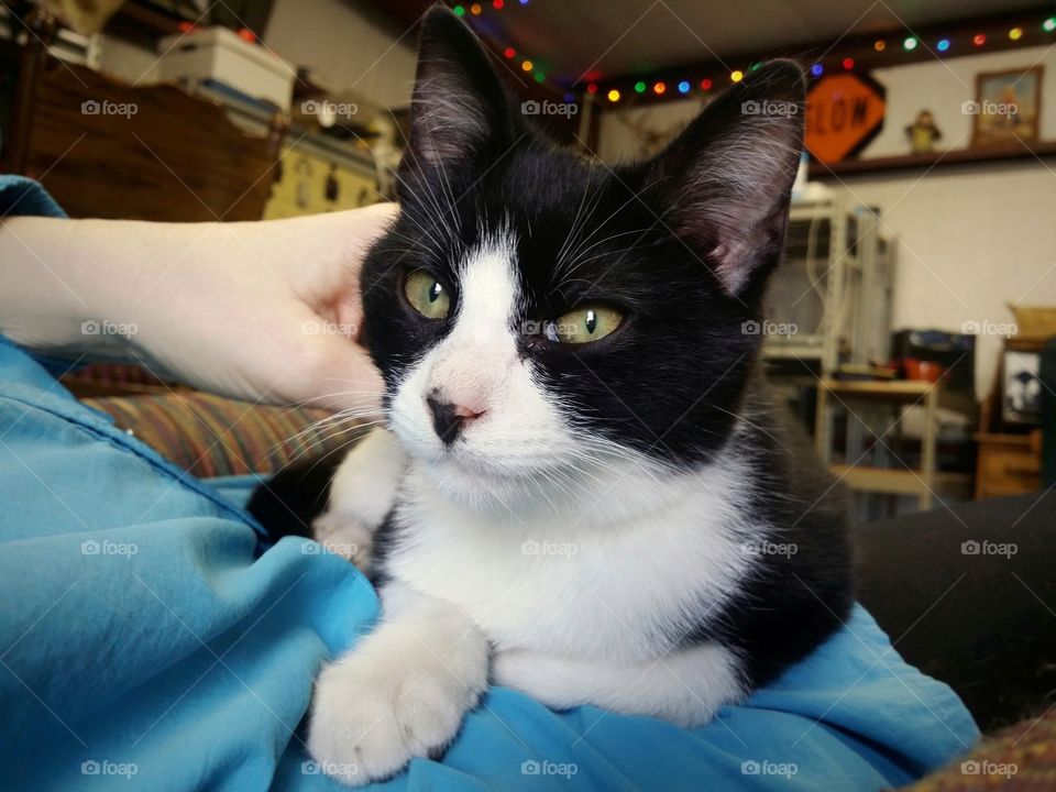 Woman Petting a Black and White Kitten