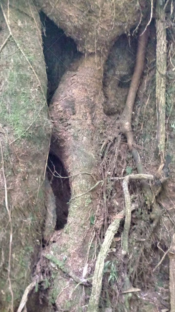 TRONCO DE ÁRVORE ANTIGA