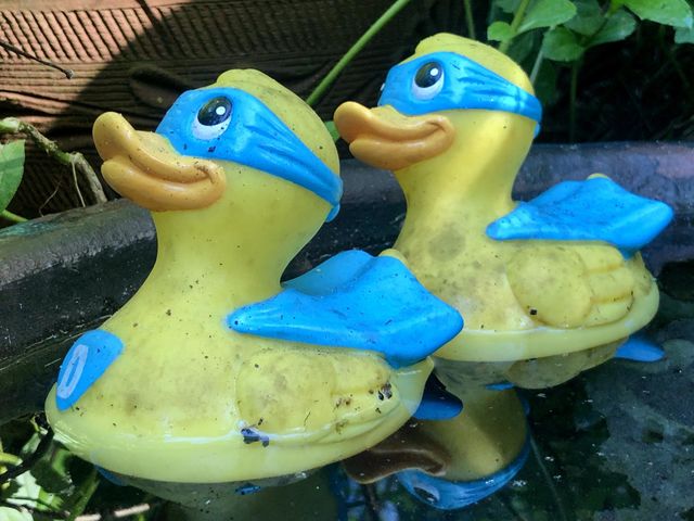 Bathtub rubber duckies found floating in a garden water fountain- cute touch
