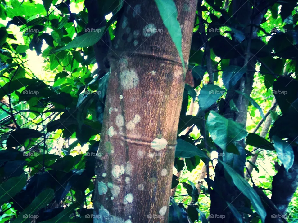 Nature