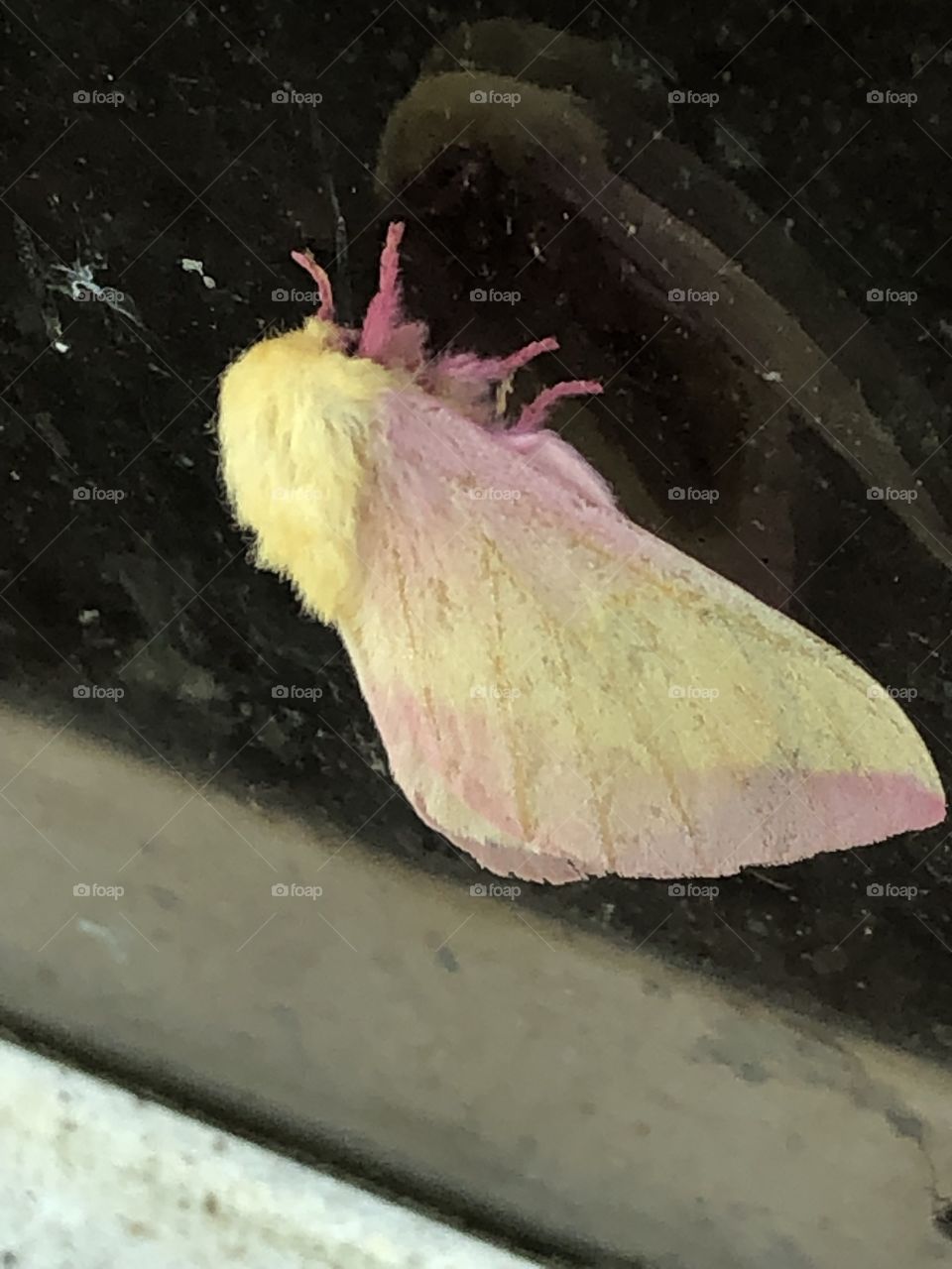 Beautiful moth