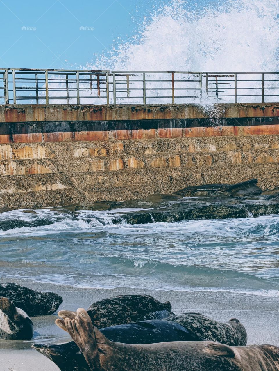seals, San Diego California