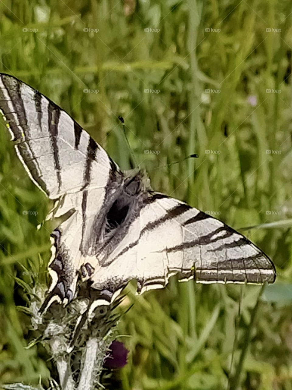 Butterfly white and wild