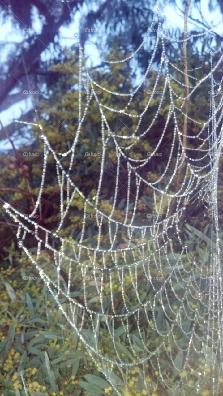 spider Web