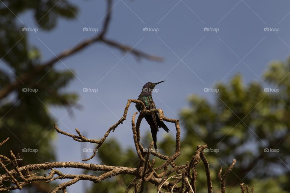 Black hummingbird with blue and green reflection