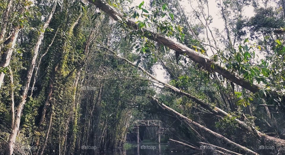 Landscape_Rainforest