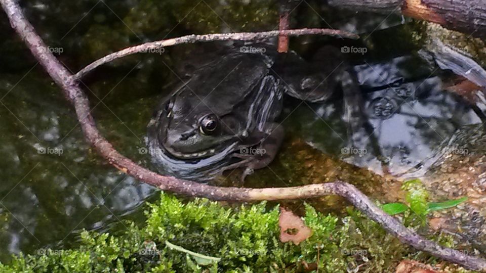 Francine frog is in the pond