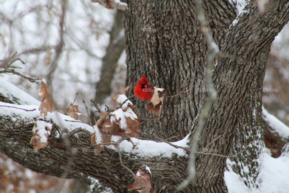 cardinal on snowy tree