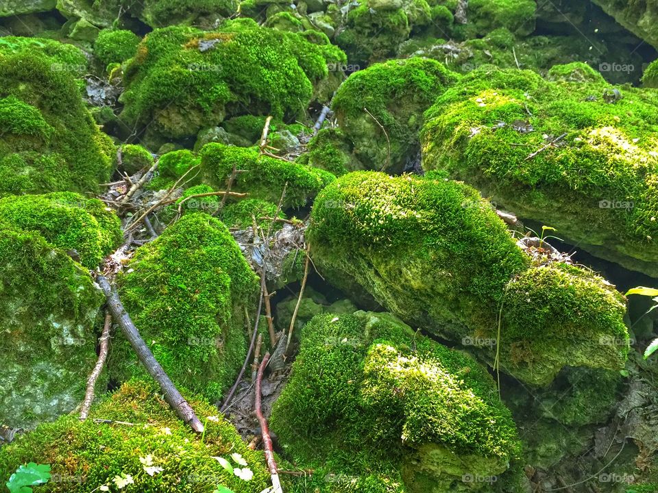 green moss-covered boulders. Very colorful moss on the rocks. Tipova, Moldova