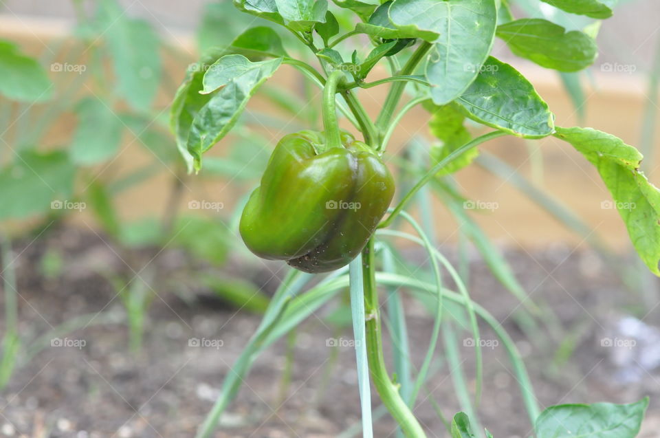Pimentón verde orgánico 