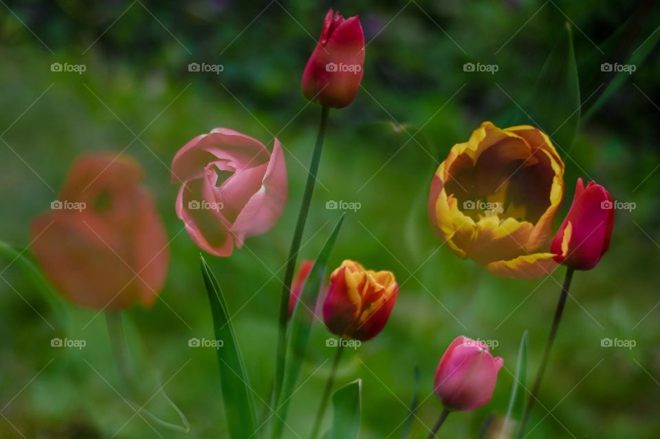 Dutch tulips in the garden, flowers in a field, grass, spring vibes, lente, colorful bouquet flowers in nature, double exposure
