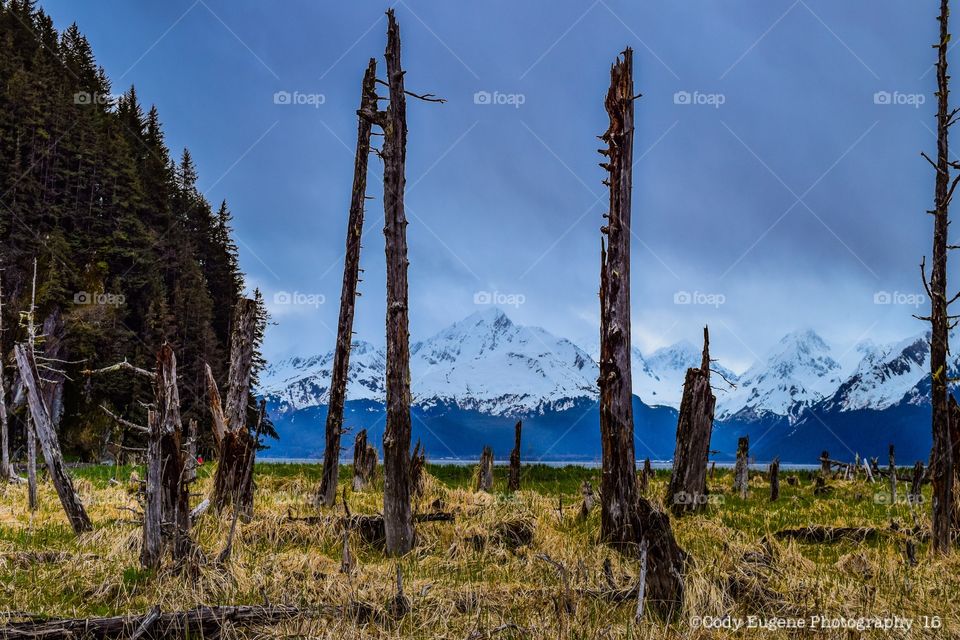 Mountain view from the bogs