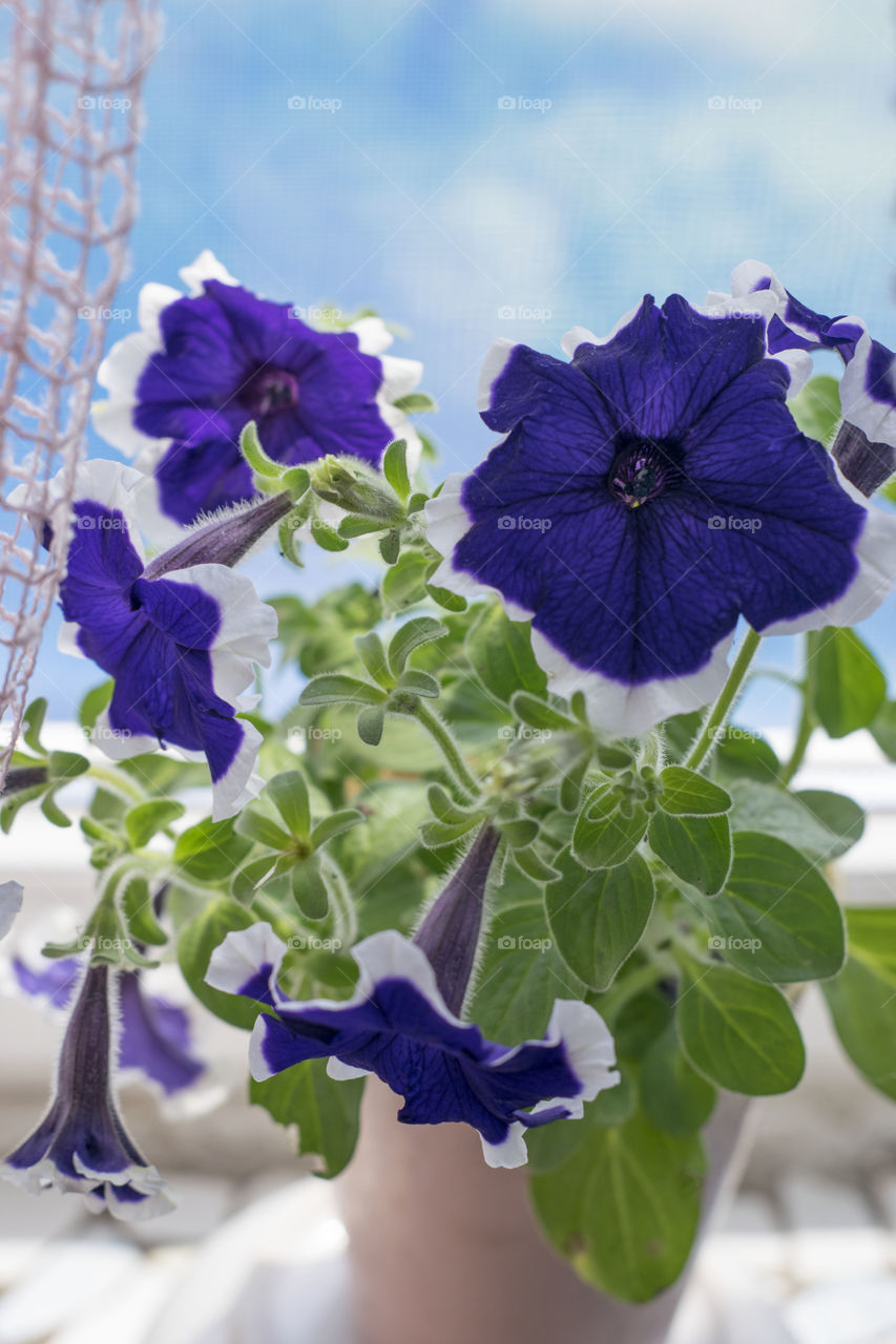 Variegated petunia against the blue sky
