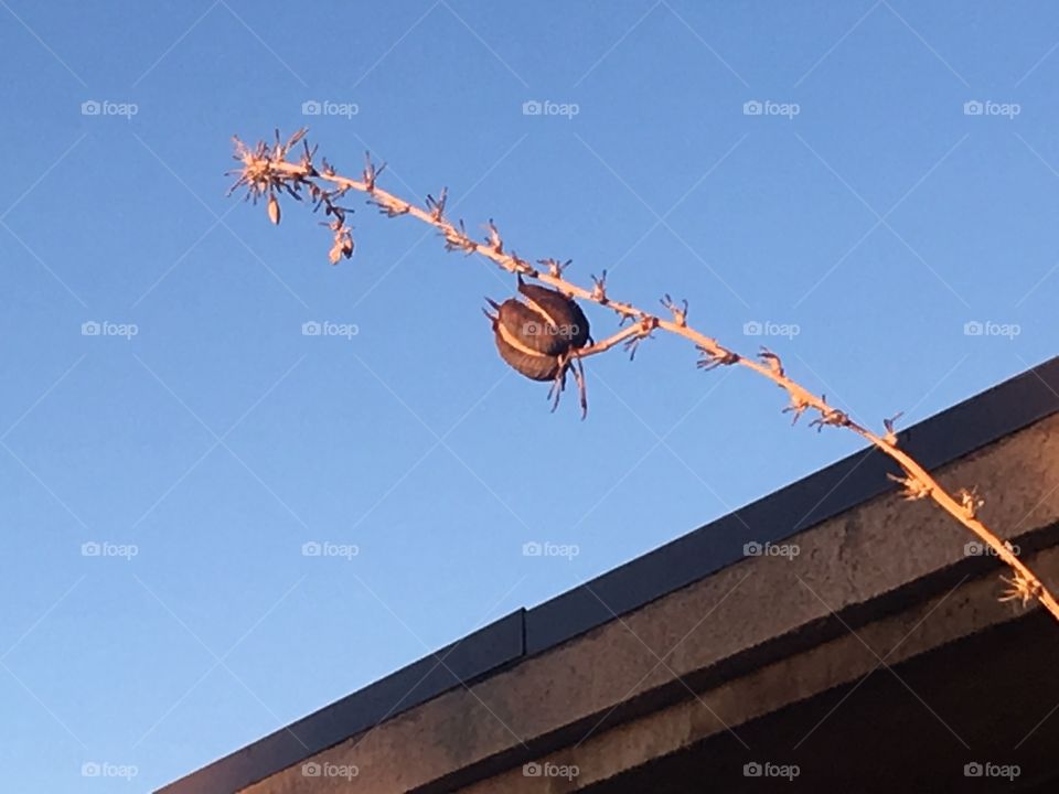 A dry branch holding a seed pod arching past the edge of a roof. 