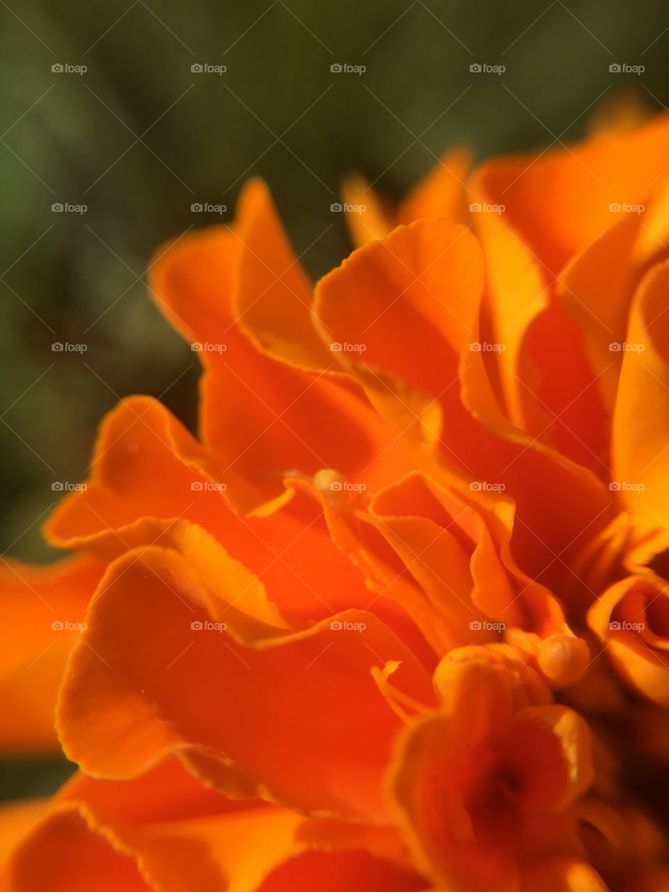 Orange Marigold 