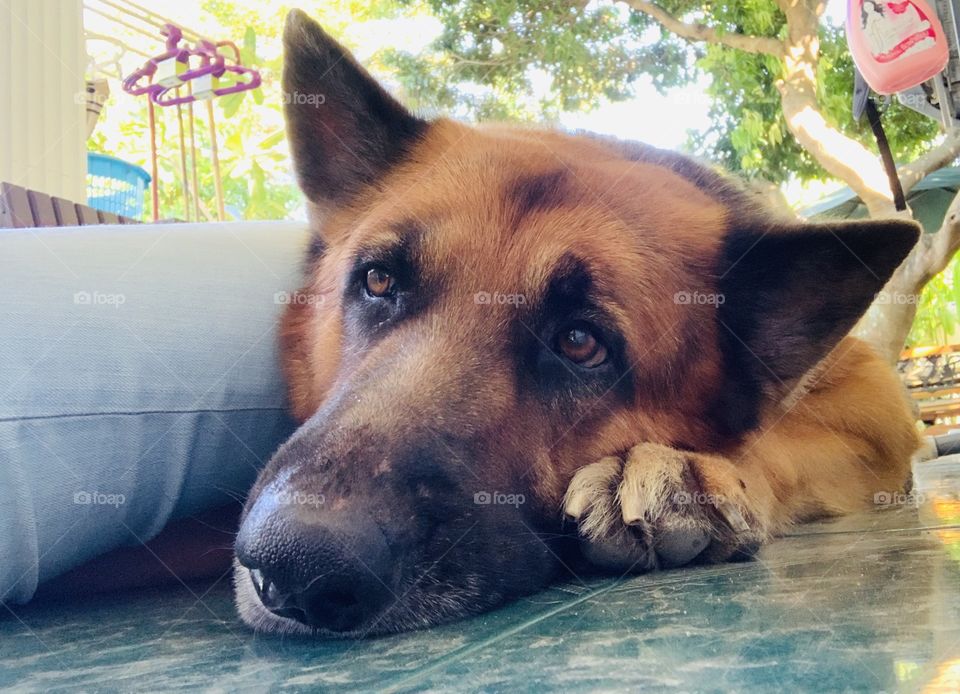 When big dog get bored and showing on his face