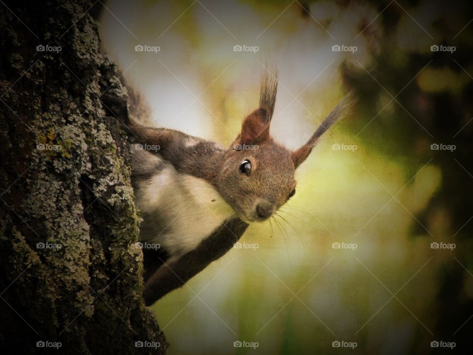 squirrel