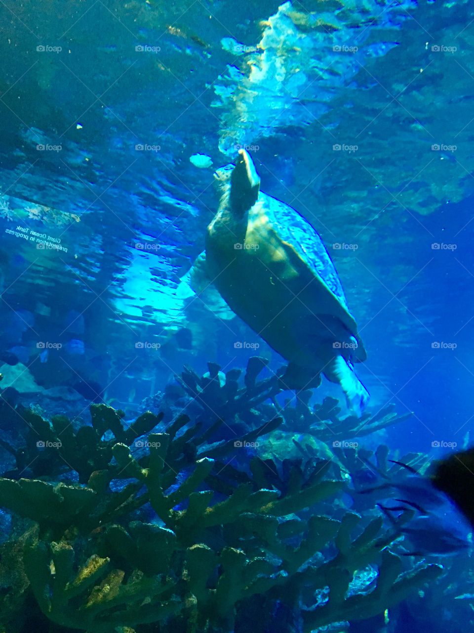 Giant turtle 