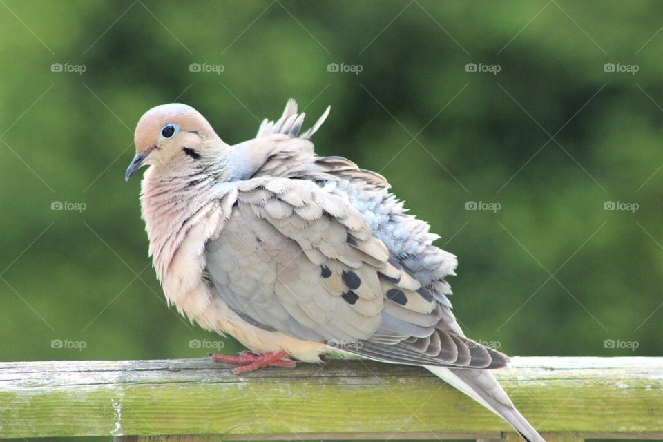 Dove airing out his feathers